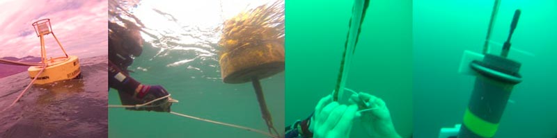 labcma20160713 02 golfinho